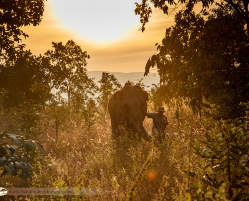 Ethical Wildlife Engagement at The Bush Camp Chiang Mai