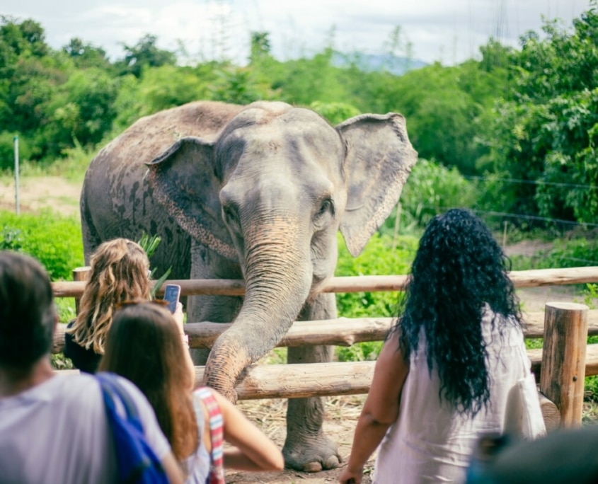 See Elephants at The Bush Camp Chiang Mai