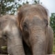 Elephant Welfare in Thailand
