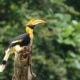 Great Hornbill