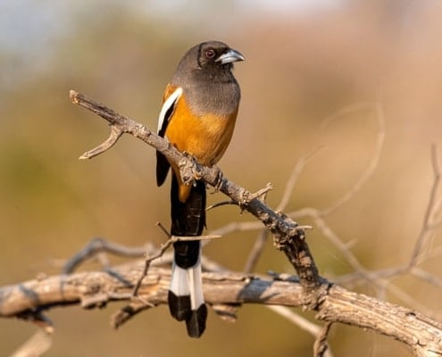 Rufous Treepie