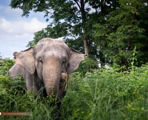 Elephant Sight Seeing