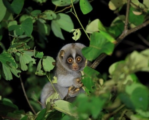 Slow Loris