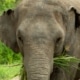 National Thai Elephant Day