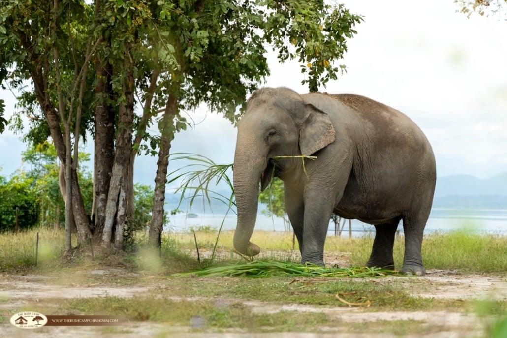Elephant standing in natural grassland with hills behind at The Bush Camp Chiang Mai
