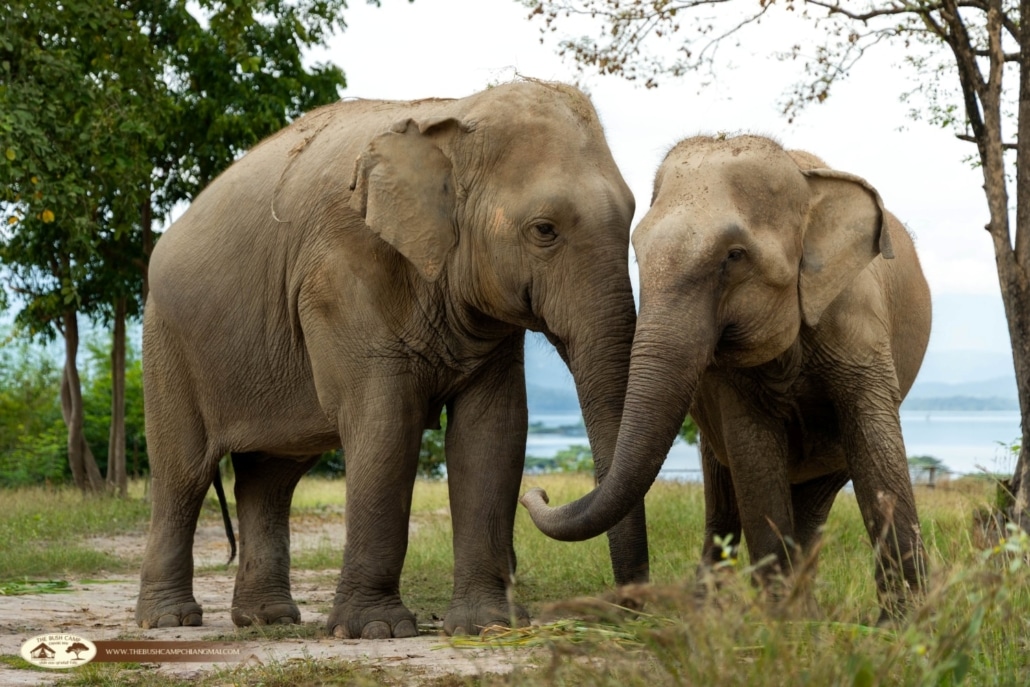 The Bush Camp actively supports broader wildlife conservation initiatives in collaboration with relevant agencies.