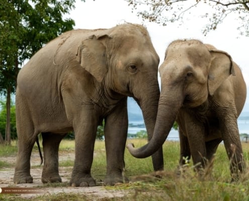 The Bush Camp actively supports broader wildlife conservation initiatives in collaboration with relevant agencies.