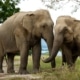 The Bush Camp actively supports broader wildlife conservation initiatives in collaboration with relevant agencies.