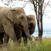 The Elephant Conservation