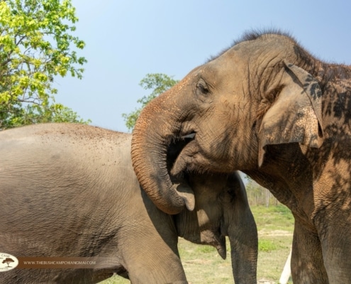 The warm summer season in Chiang Mai has arrived, bringing golden sunshine, blue skies, and unforgettable moments in nature