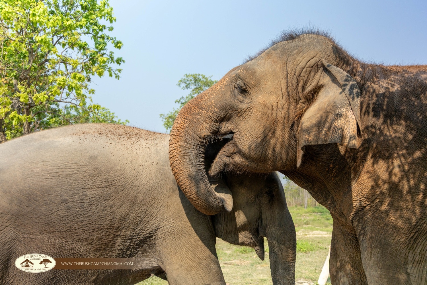 Getting Ready for Summer at The Bush Camp, Chiang Mai The warm summer season in Chiang Mai has arrived, bringing golden sunshine, blue skies, and unforgettable moments in nature