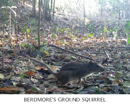 Berdmore's ground squirrel foraging on the forest floor in Chiang Mai