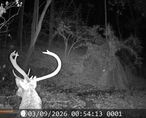 Male Eld's deer with antlers near a mud wallow, camera trap footage Chiang Mai