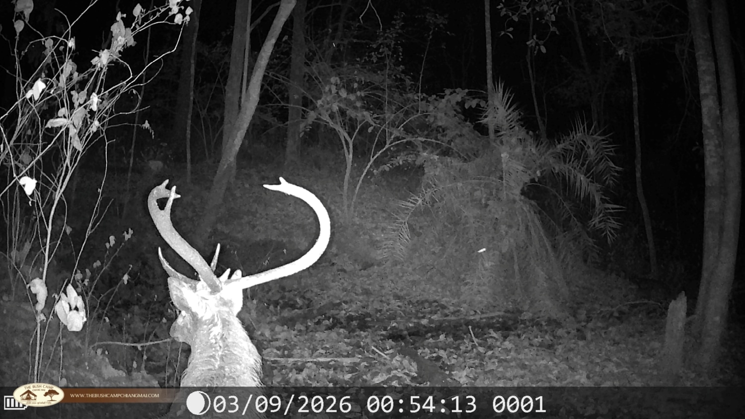 Wildlife Monitoring Project in Chiang Mai | The Bush Camp Male Eld's deer with antlers near a mud wallow, camera trap footage Chiang Mai