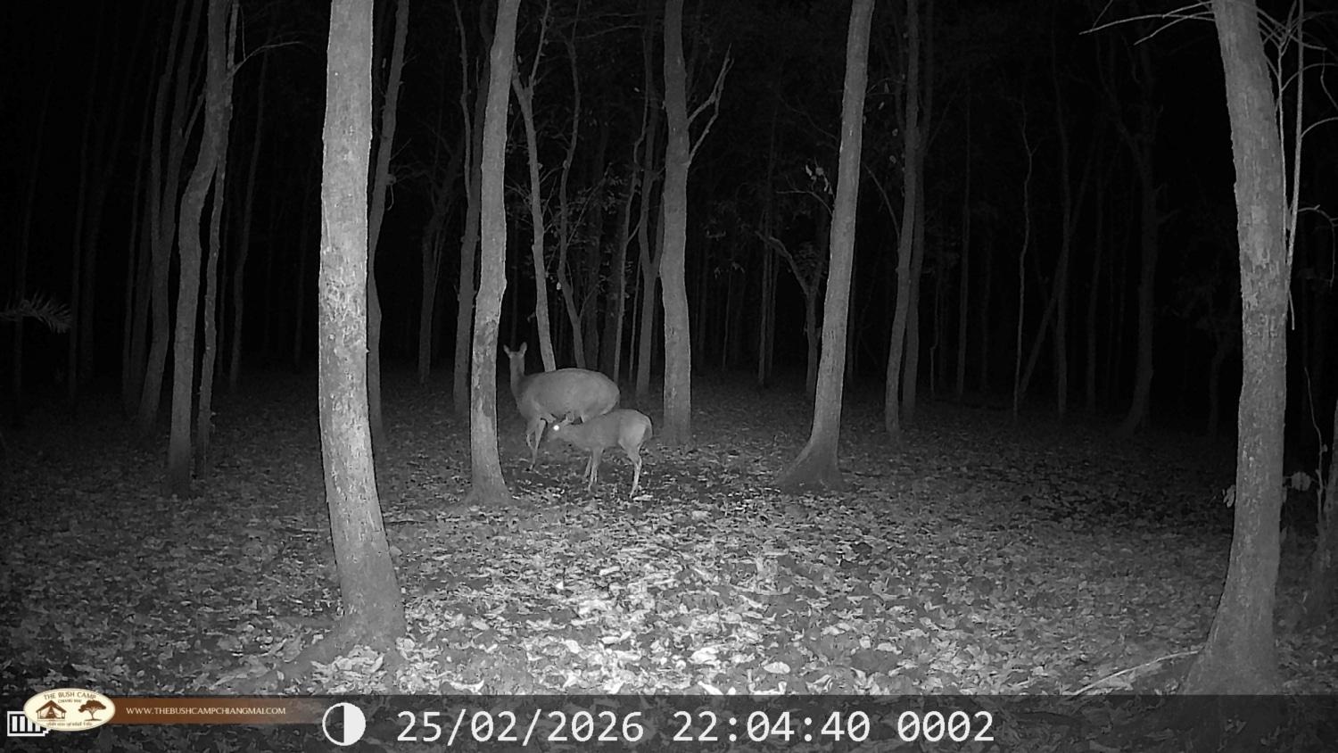 Wildlife Monitoring Project in Chiang Mai | The Bush Camp Wildlife monitoring project in Chiang Mai - Camera trap in Mae Ping National Park