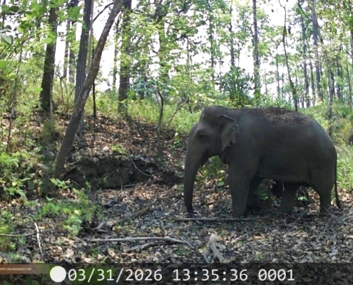 Wildlife monitoring project in Chiang Mai - Camera trap in Mae Ping National Park
