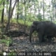 Wildlife monitoring project in Chiang Mai - Camera trap in Mae Ping National Park