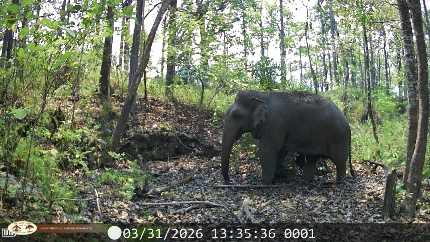 Wildlife Monitoring Project in Chiang Mai | The Bush Camp Wildlife monitoring project in Chiang Mai - Camera trap in Mae Ping National Park