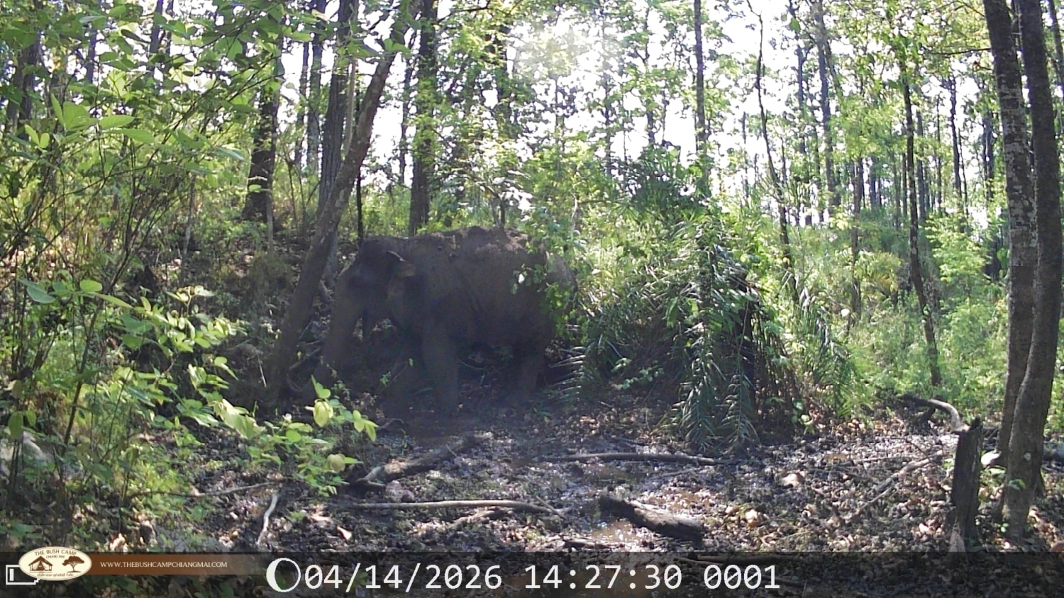 Wildlife Monitoring Project in Chiang Mai | The Bush Camp