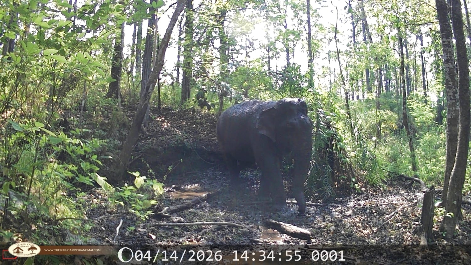 Wildlife Monitoring Project in Chiang Mai | The Bush Camp Wildlife monitoring project in Chiang Mai - Camera trap in Mae Ping National Park