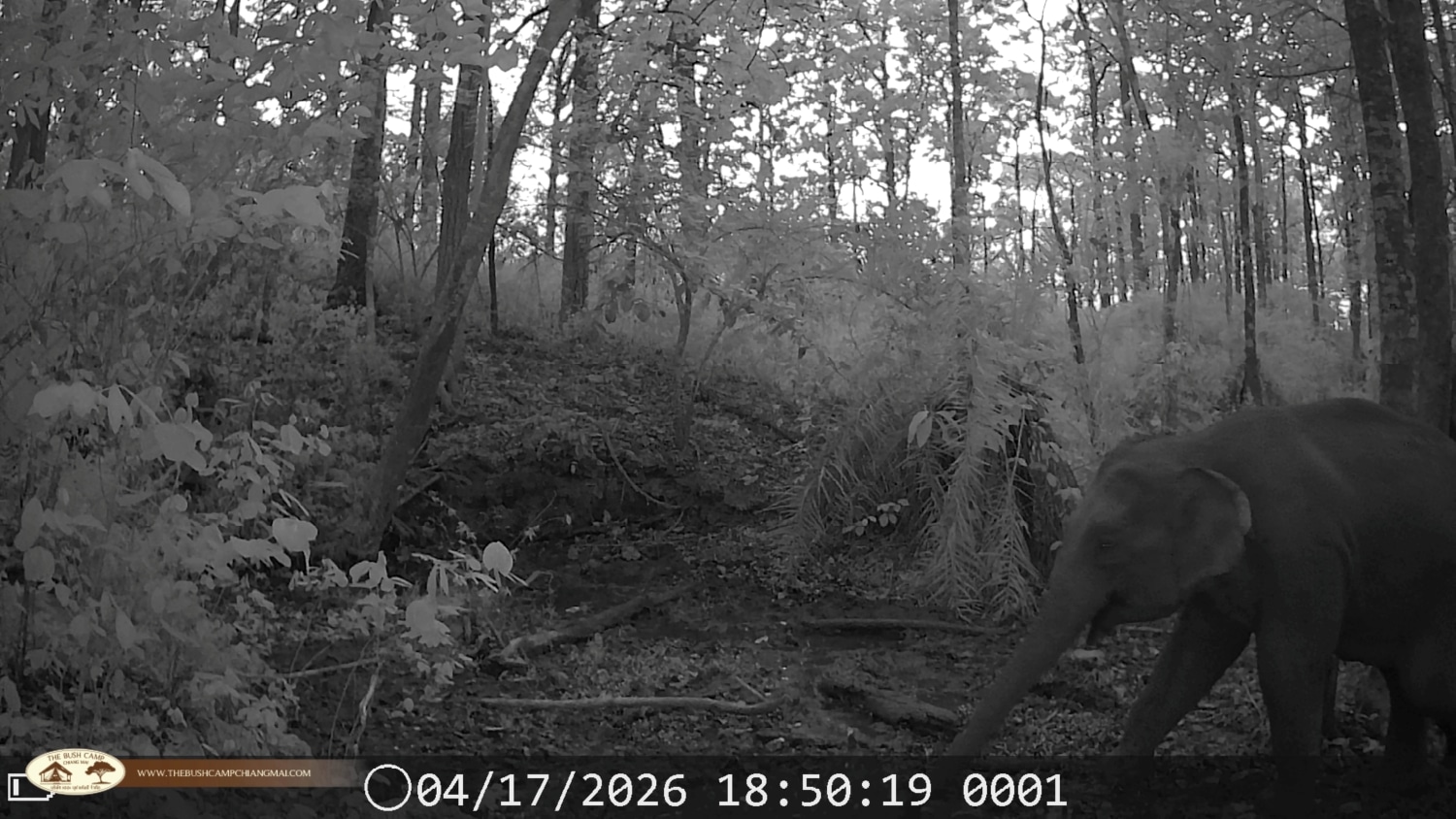 Wildlife Monitoring Project in Chiang Mai | The Bush Camp