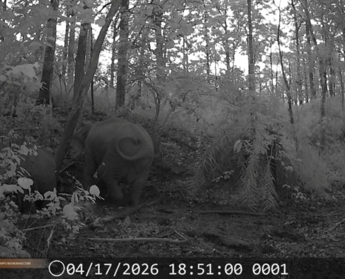 Wildlife monitoring project in Chiang Mai - Camera trap in Mae Ping National Park