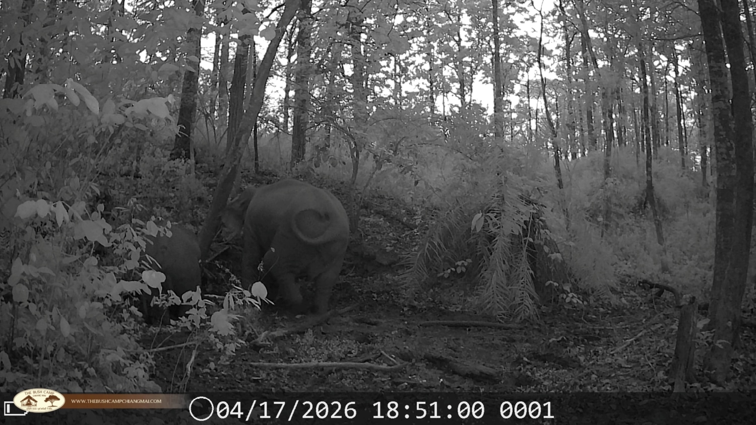 Wildlife Monitoring Project in Chiang Mai | The Bush Camp Wildlife monitoring project in Chiang Mai - Camera trap in Mae Ping National Park