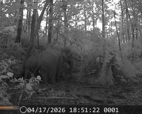 Wildlife monitoring project in Chiang Mai - Camera trap in Mae Ping National Park