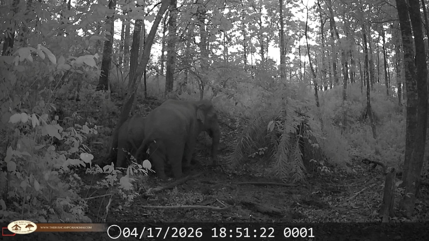 Wildlife Monitoring Project in Chiang Mai | The Bush Camp Wildlife monitoring project in Chiang Mai - Camera trap in Mae Ping National Park