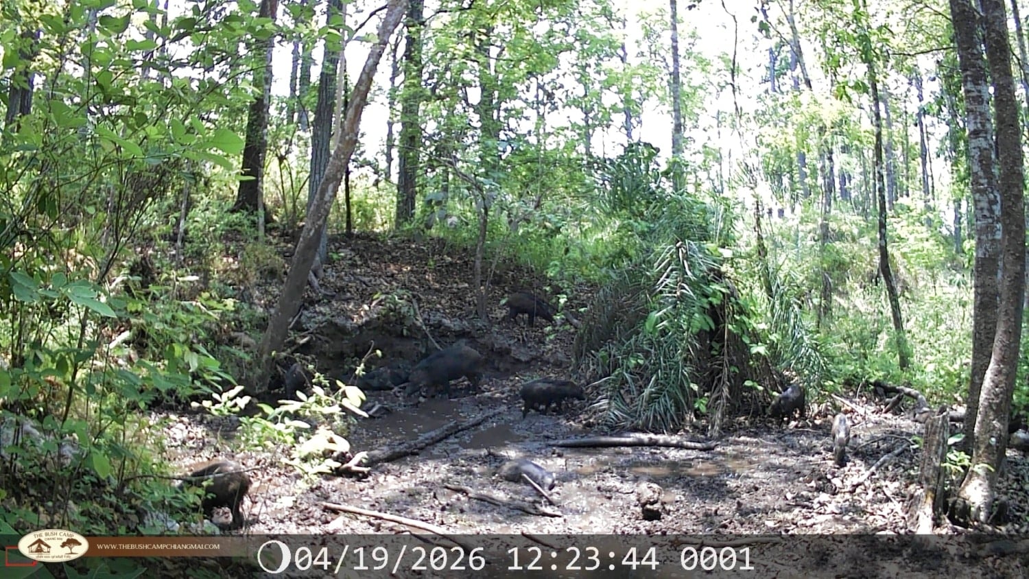 Wildlife Monitoring Project in Chiang Mai | The Bush Camp