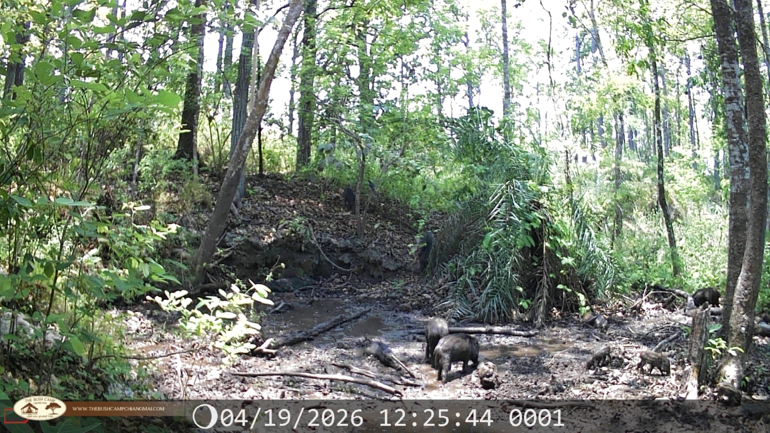 Wildlife Monitoring Project in Chiang Mai | The Bush Camp Wildlife monitoring project in Chiang Mai - Camera trap in Mae Ping National Park