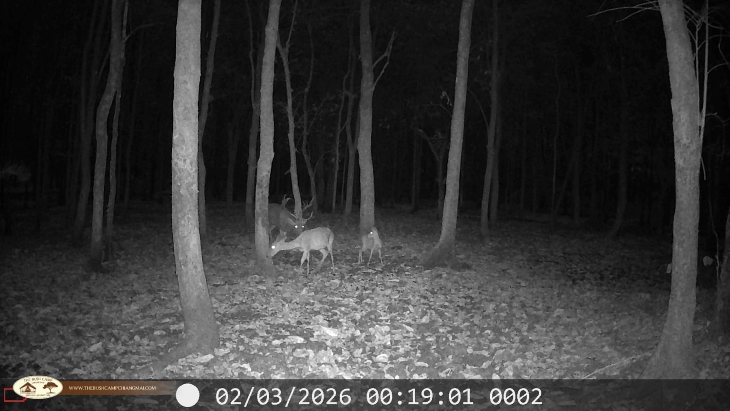 Wildlife Monitoring Project in Chiang Mai | The Bush Camp