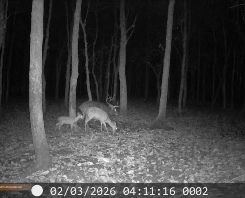 Wildlife monitoring project in Chiang Mai - Camera trap in Mae Ping National Park