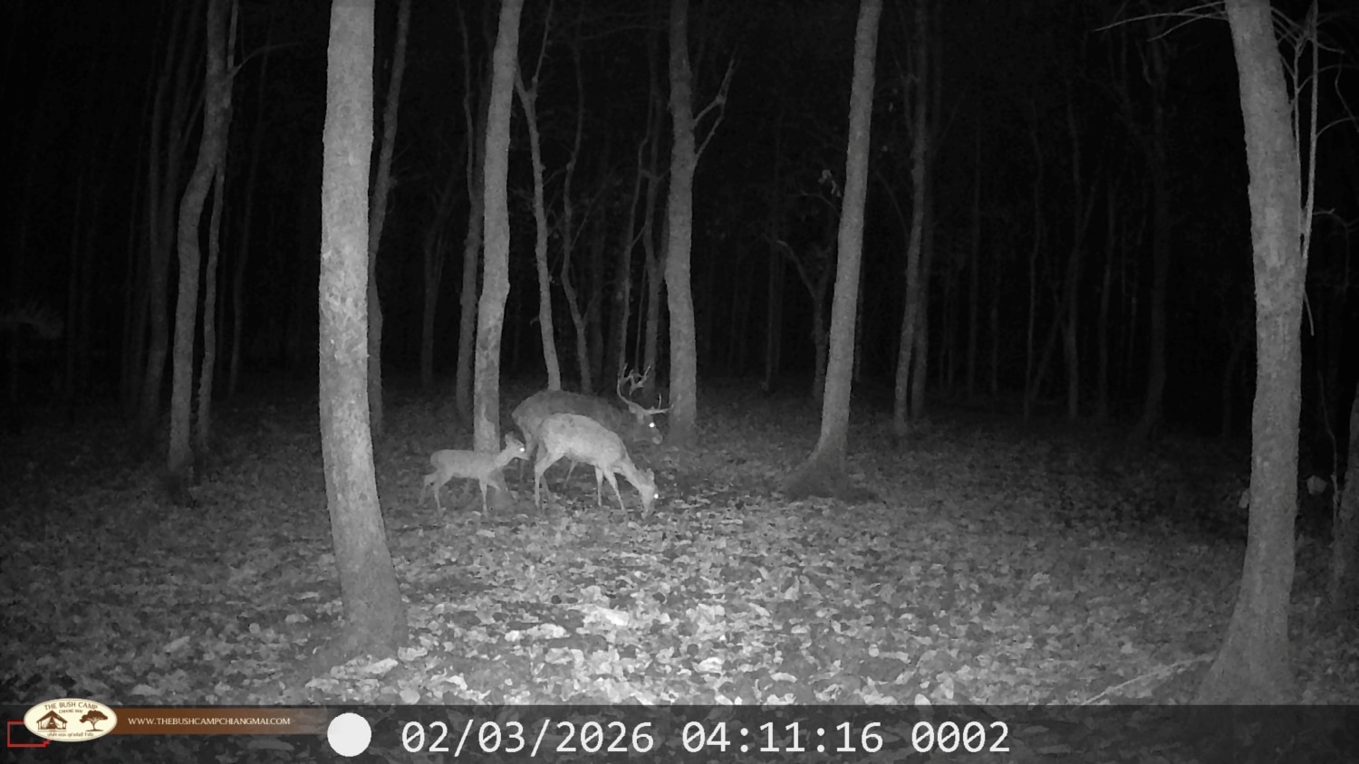 Wildlife Monitoring Project in Chiang Mai | The Bush Camp Wildlife monitoring project in Chiang Mai - Camera trap in Mae Ping National Park
