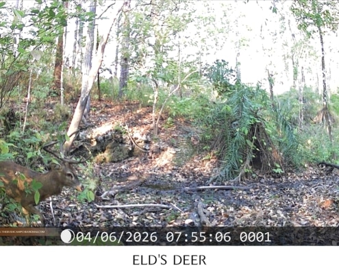 Male Eld's deer with antlers near a mud wallow, camera trap footage Chiang Mai