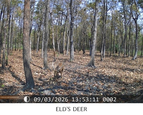 Herd of Eld's deer resting in the forest, wildlife monitoring Chiang Mai
