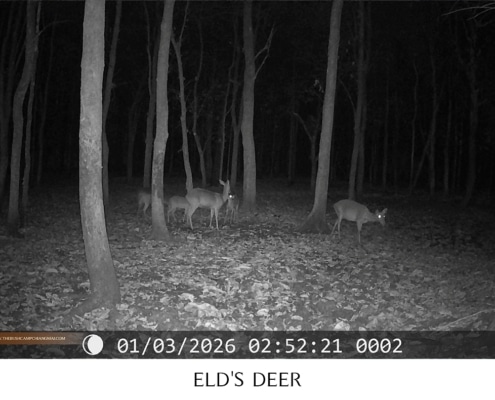 Herd of Eld's deer resting in the forest, wildlife monitoring Chiang Mai