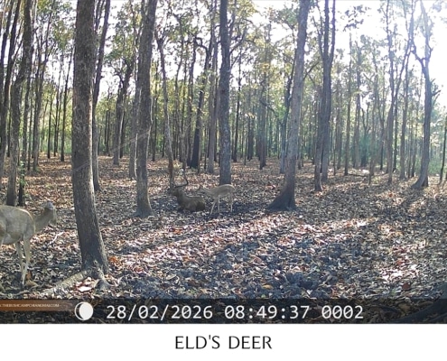 Herd of Eld's deer resting in the forest, wildlife monitoring Chiang Mai