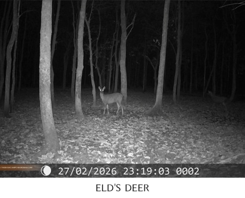 Herd of Eld's deer resting in the forest, wildlife monitoring Chiang Mai