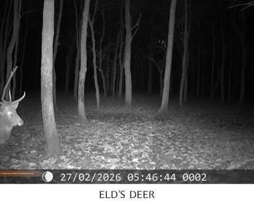 Herd of Eld's deer resting in the forest, wildlife monitoring Chiang Mai