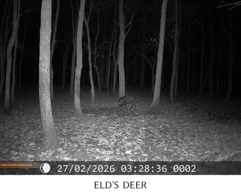 Herd of Eld's deer resting in the forest, wildlife monitoring Chiang Mai