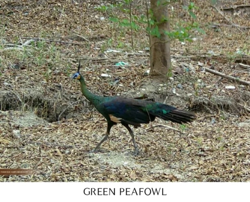 Green peafowl foraging near The Bush Camp in Chiang Mai