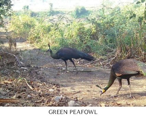 Green peafowl foraging near The Bush Camp in Chiang Mai