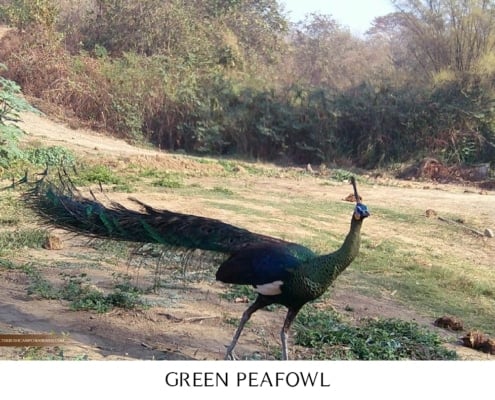 Green peafowl foraging near The Bush Camp in Chiang Mai