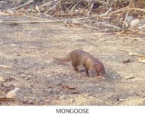 Small Asian mongoose exploring the natural habitat, wildlife monitoring Chiang Mai