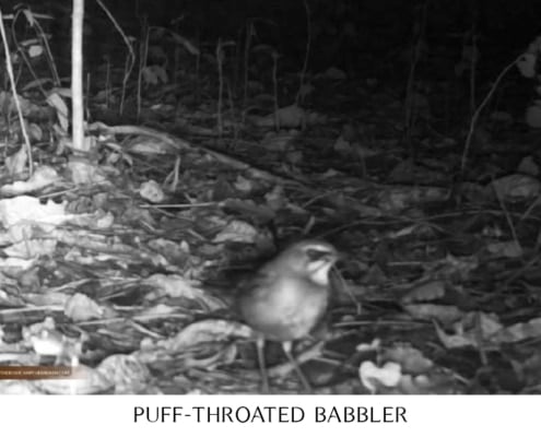 Puff-throated babbler bird on the forest floor caught on camera trap at night