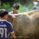 Providing essential veterinary care to elephants in need