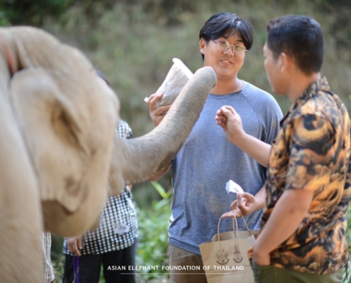 Providing essential veterinary care to elephants in need