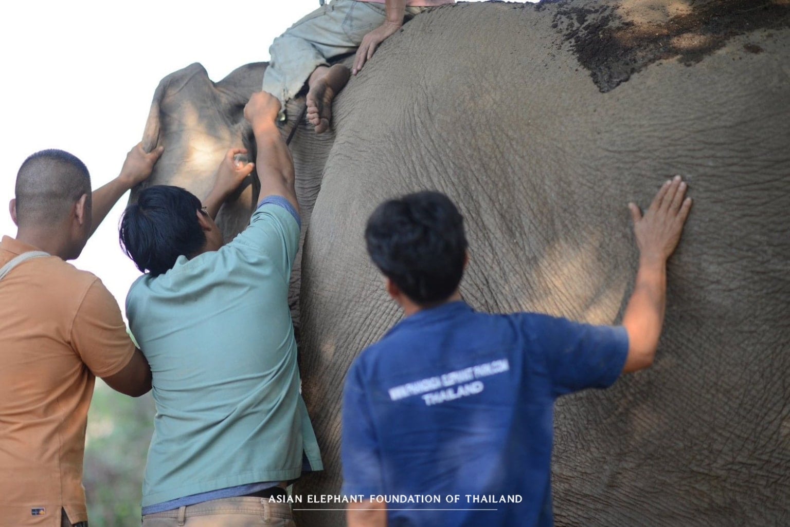 Supporting Elephants Beyond Our Camps Providing essential veterinary care to elephants in need