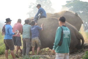 Providing essential veterinary care to elephants in need